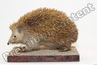 Hedgehog - Erinaceus europaeus 0009